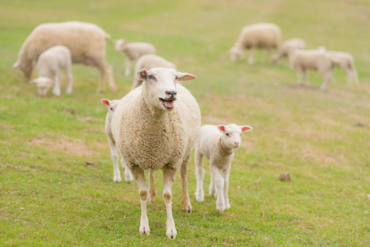 Hotel Reves De Moutons Paso Robles Zewnętrze zdjęcie