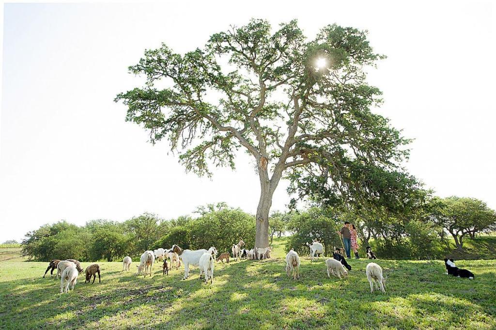 Hotel Reves De Moutons Paso Robles Zewnętrze zdjęcie