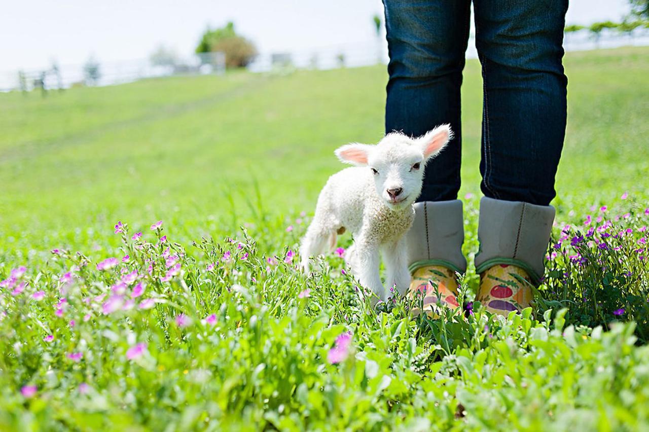Hotel Reves De Moutons Paso Robles Zewnętrze zdjęcie