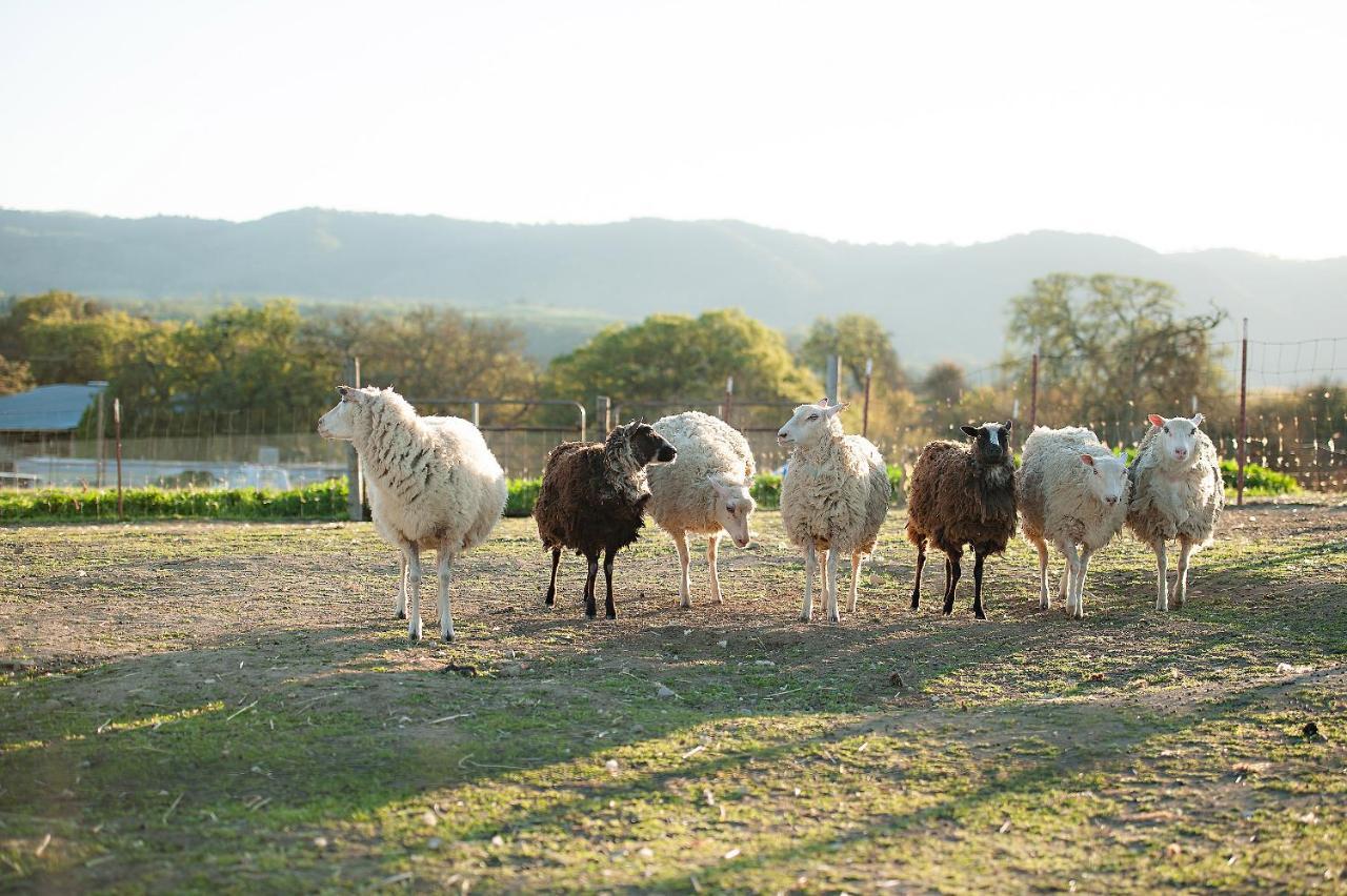 Hotel Reves De Moutons Paso Robles Zewnętrze zdjęcie