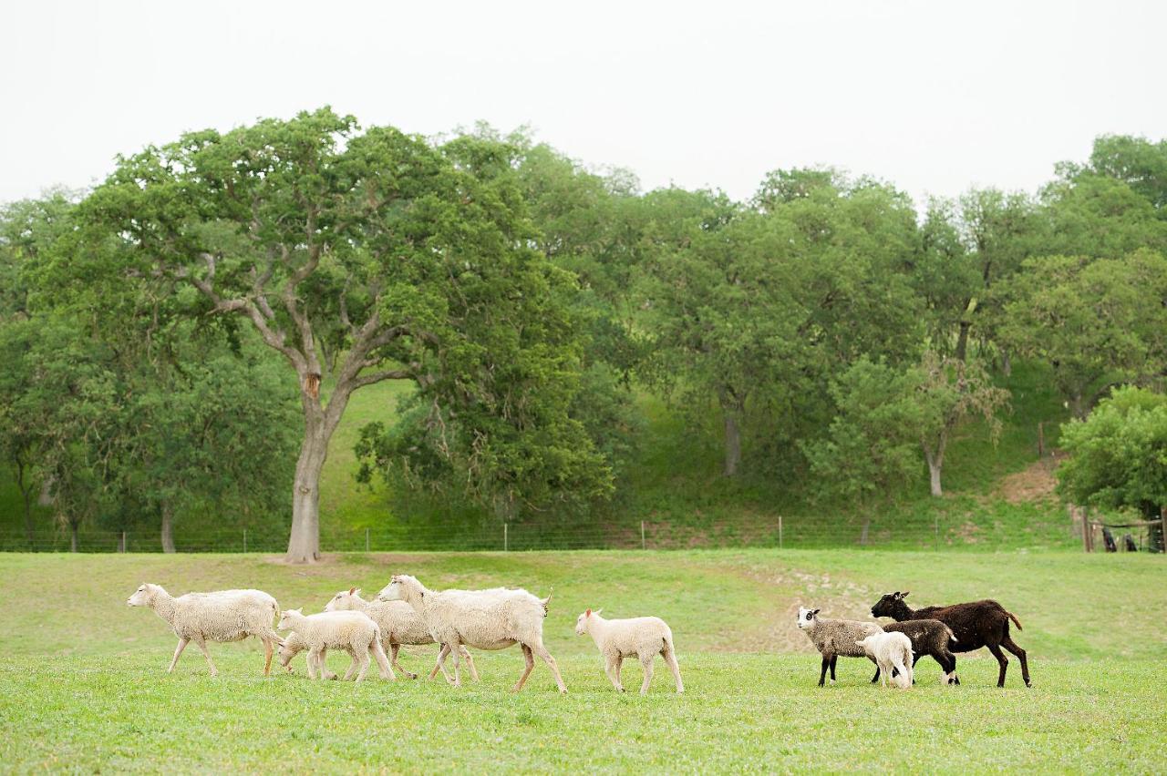 Hotel Reves De Moutons Paso Robles Zewnętrze zdjęcie
