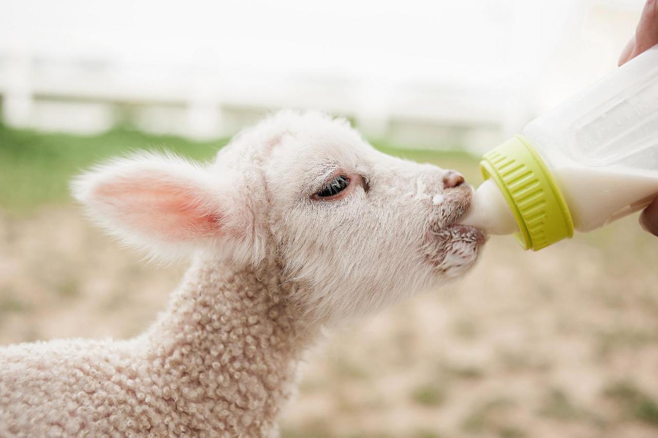 Hotel Reves De Moutons Paso Robles Zewnętrze zdjęcie