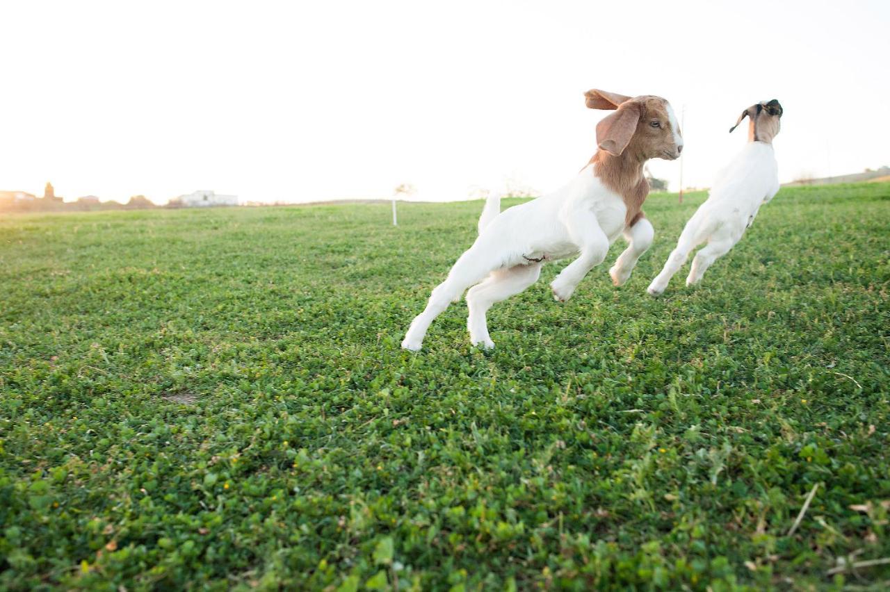Hotel Reves De Moutons Paso Robles Zewnętrze zdjęcie