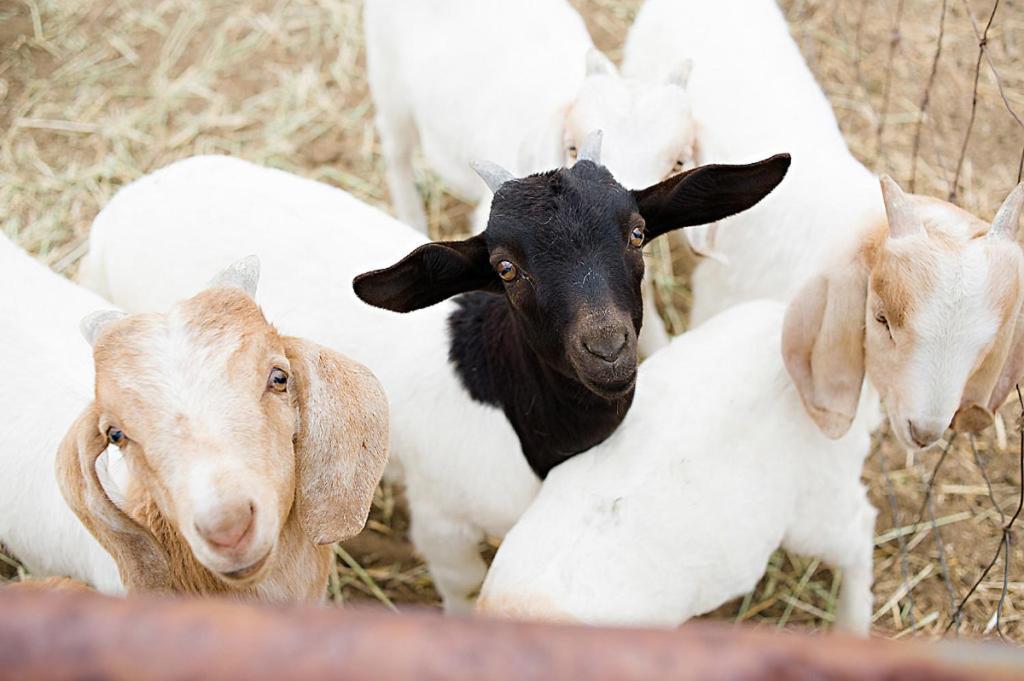 Hotel Reves De Moutons Paso Robles Zewnętrze zdjęcie