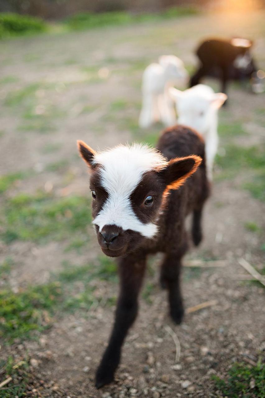 Hotel Reves De Moutons Paso Robles Zewnętrze zdjęcie