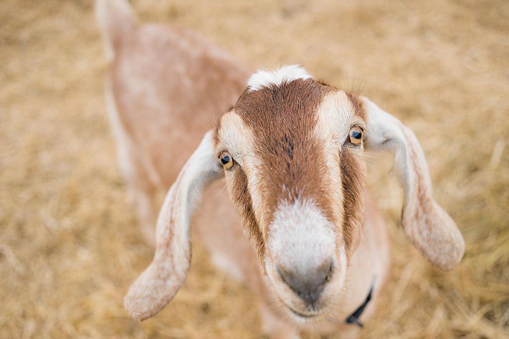 Hotel Reves De Moutons Paso Robles Zewnętrze zdjęcie