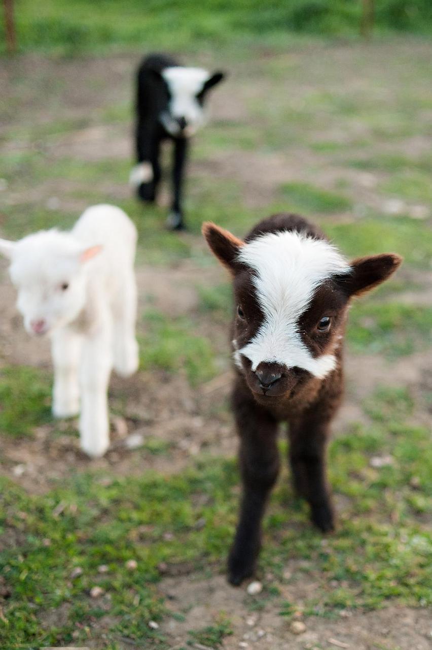 Hotel Reves De Moutons Paso Robles Zewnętrze zdjęcie