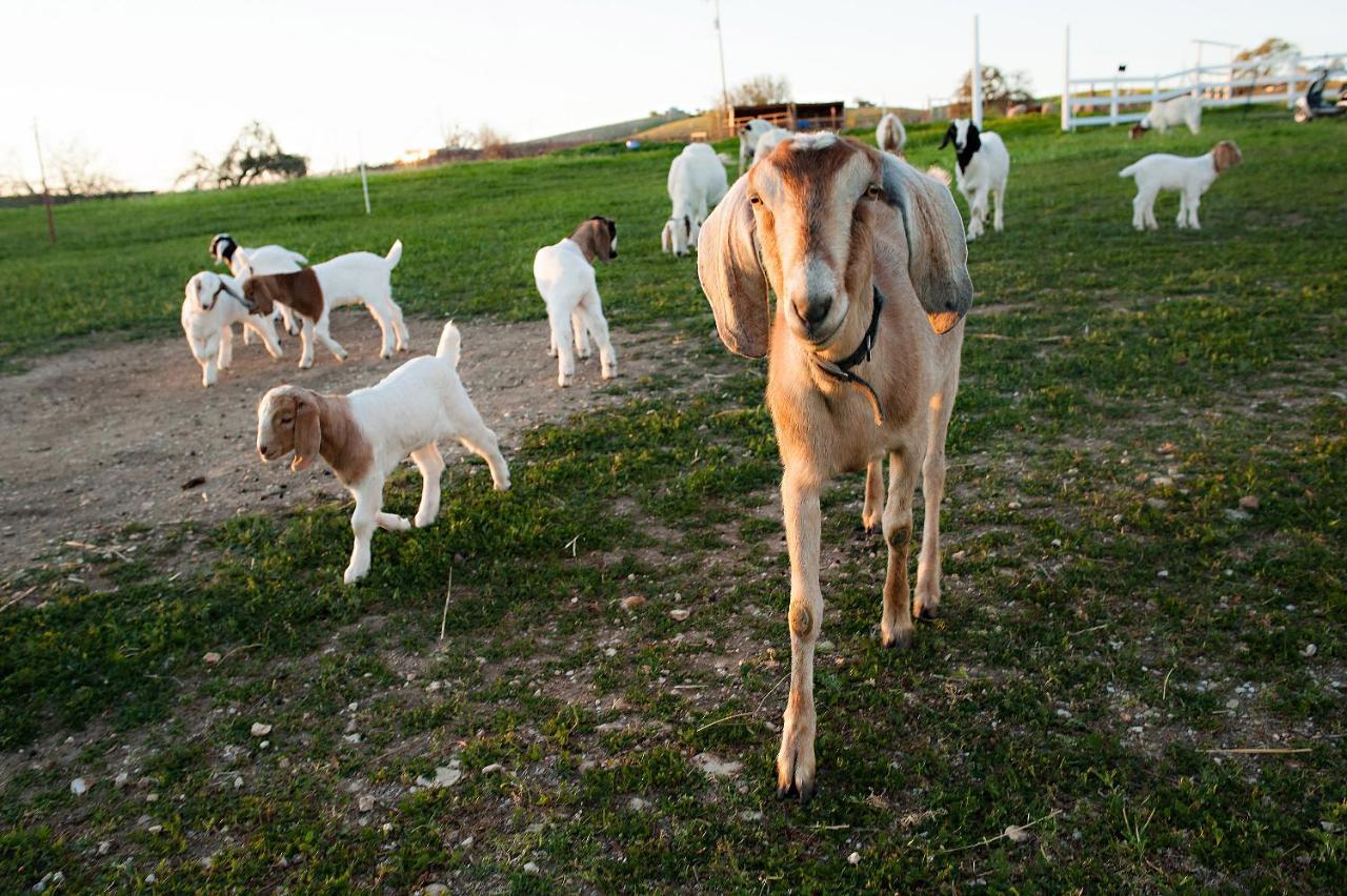Hotel Reves De Moutons Paso Robles Zewnętrze zdjęcie