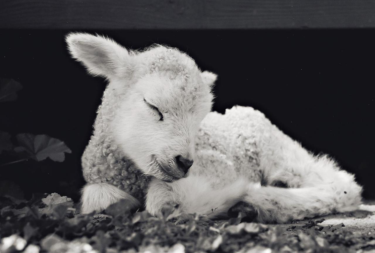 Hotel Reves De Moutons Paso Robles Zewnętrze zdjęcie