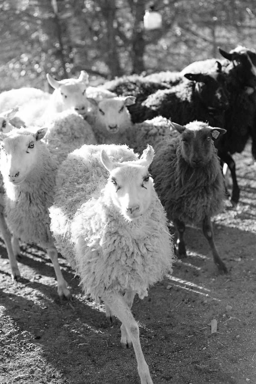 Hotel Reves De Moutons Paso Robles Zewnętrze zdjęcie