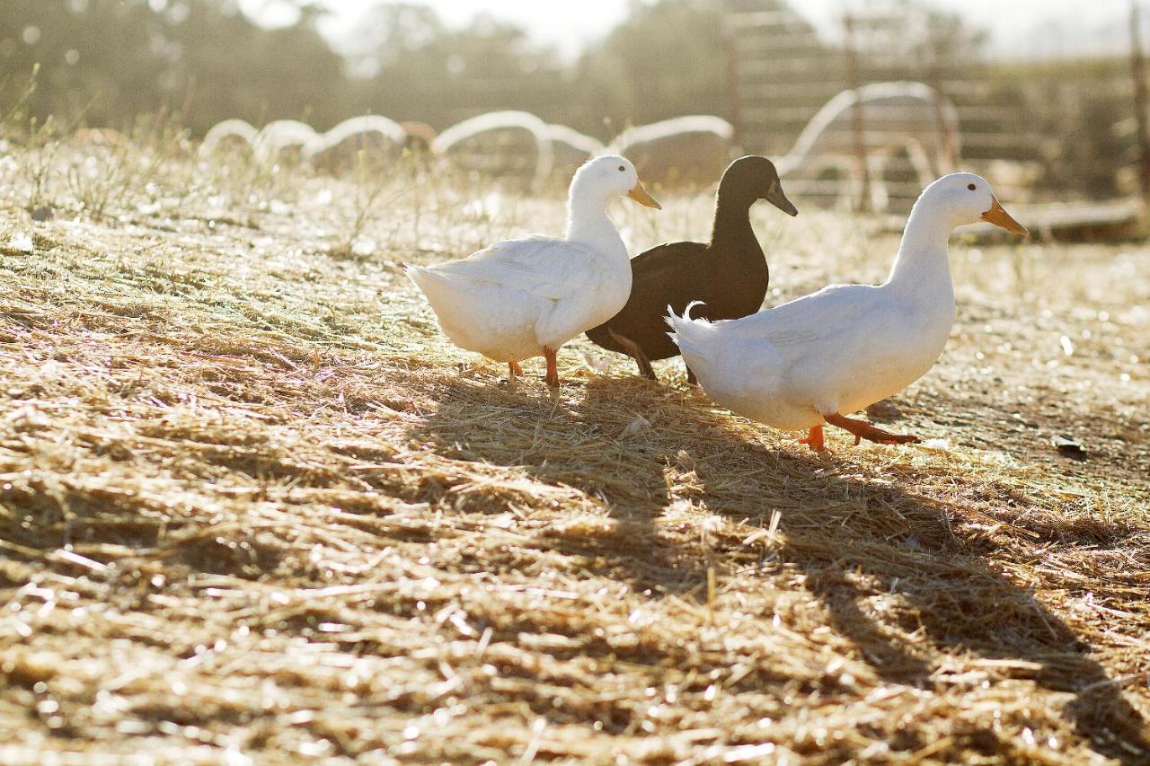 Hotel Reves De Moutons Paso Robles Zewnętrze zdjęcie