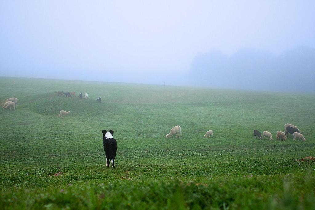 Hotel Reves De Moutons Paso Robles Zewnętrze zdjęcie