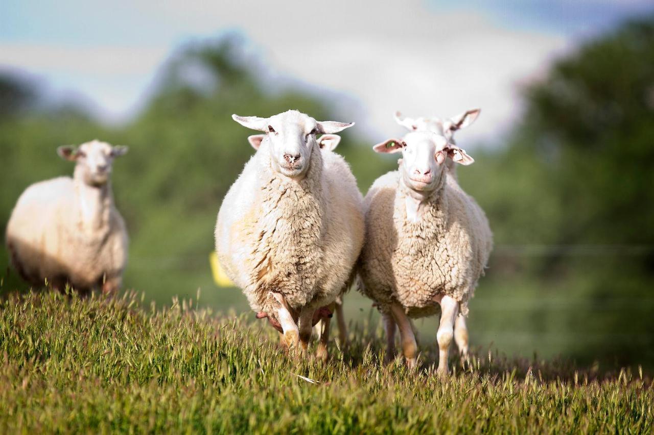 Hotel Reves De Moutons Paso Robles Zewnętrze zdjęcie