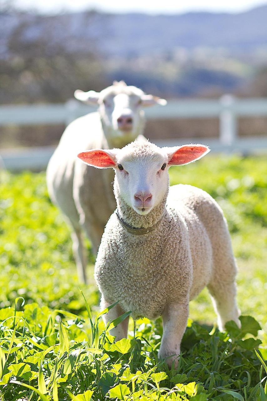 Hotel Reves De Moutons Paso Robles Zewnętrze zdjęcie