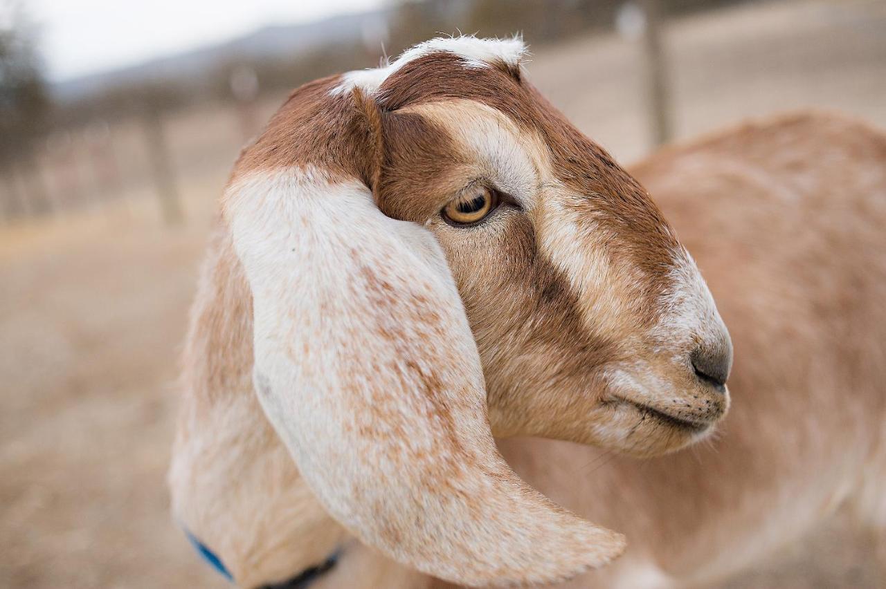 Hotel Reves De Moutons Paso Robles Zewnętrze zdjęcie