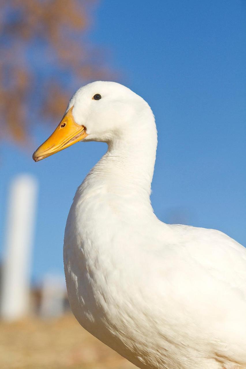 Hotel Reves De Moutons Paso Robles Zewnętrze zdjęcie