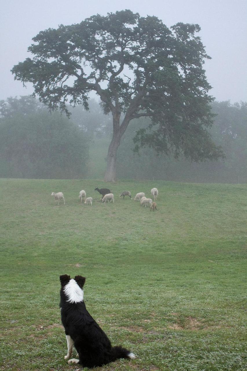 Hotel Reves De Moutons Paso Robles Zewnętrze zdjęcie
